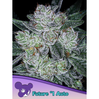 Future 1® - The Future of the Automobile - Autofloraison - Anesia Seeds | ROOTS-SEEDS.FR