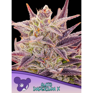 Imperium X - Autofloraison - Anesia Seeds | ROOTS-SEEDS.FR
