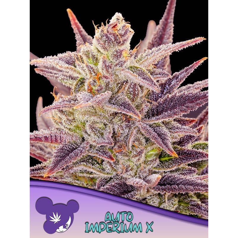 Imperium X - Autofloraison - Anesia Seeds | ROOTS-SEEDS.FR