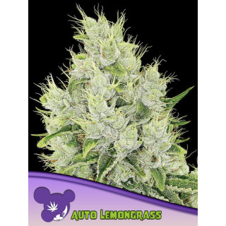 Lemongrass - AUTO - Anesia Seeds
