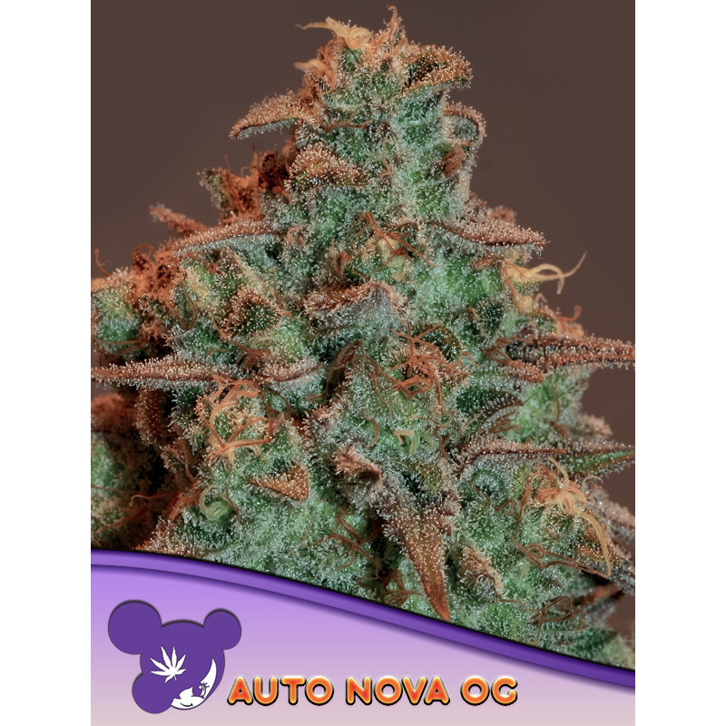 Nova OG - Autoflorasion - Anesia Seeds | ROOTS-SEEDS.FR