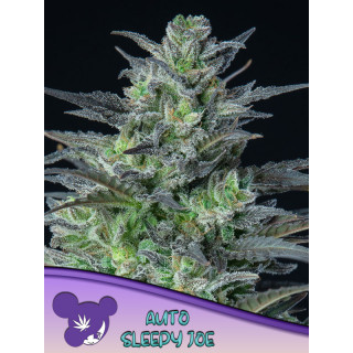 Sleepy Joe - Autofloraison - Anesia Seeds | ROOTS-SEEDS.FR