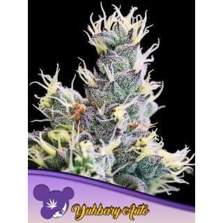Yuhbary - Autofloraison - Anesia Seeds | ROOTS-SEEDS.FR