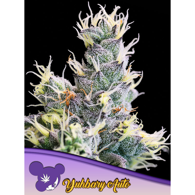 Yuhbary - Autofloraison - Anesia Seeds | ROOTS-SEEDS.FR