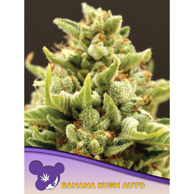 Banana Kush - Autofloraison - Anesia Seeds | ROOTS-SEEDS.FR