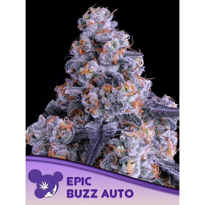 Epic Buzz - Autofloraison - Anesia Seeds | ROOTS-SEEDS.FR