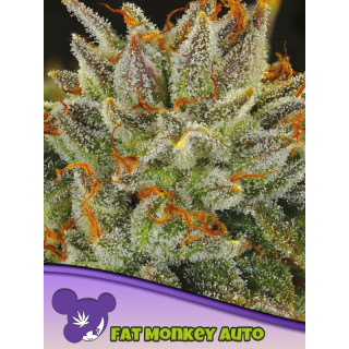 Fat Monkey - Autofloraison - Anesia Seeds | ROOTS-SEEDS.FR