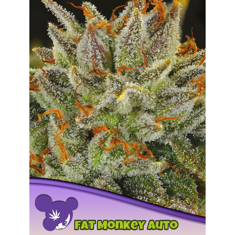 Fat Monkey - Autofloraison - Anesia Seeds | ROOTS-SEEDS.FR