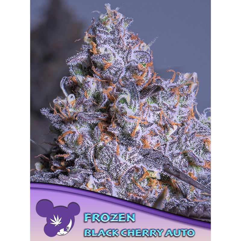 Frozen Black Cherry - Autofloraison - Anesia Seeds | ROOTS-SEEDS.FR