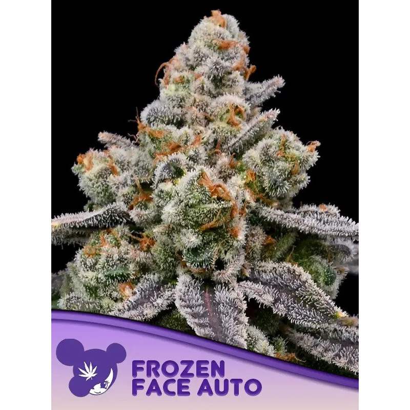 Frozen Face - Autofloraison - Anesia Seeds | ROOTS-SEEDS.FR