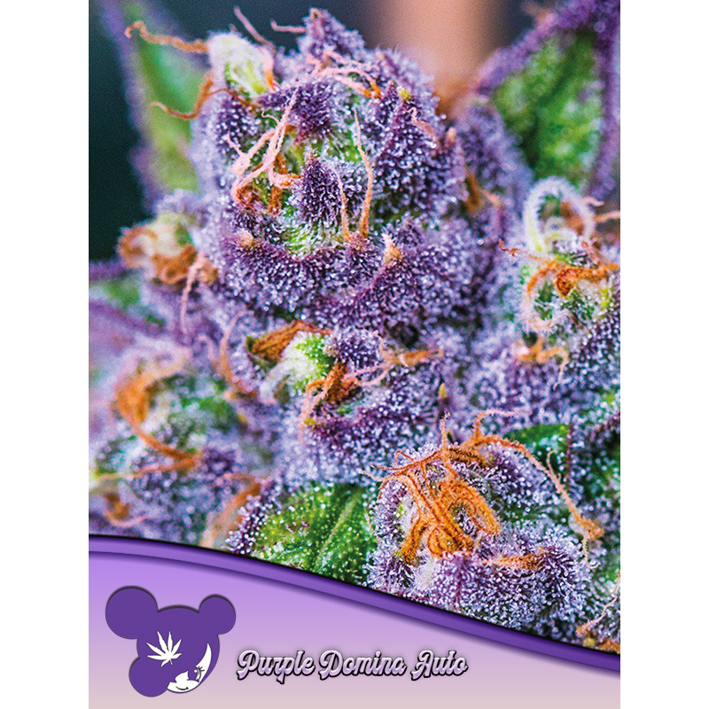 Purple Domina - Autofloraison - Anesia Seeds | ROOTS-SEEDS.FR