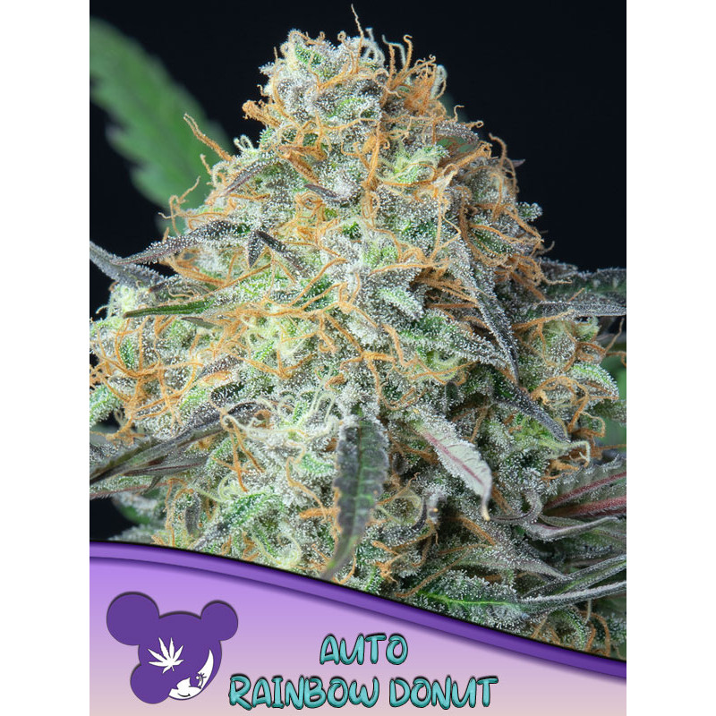 Rainbow Donut - Autofloraison - Anesia Seeds | ROOTS-SEEDS.FR