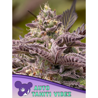Tahiti Vibez - Autofloraison - Anesia Seeds | ROOTS-SEEDS.FR
