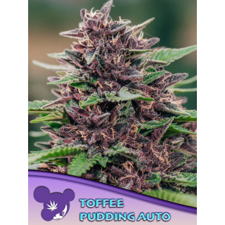 Toffee Pudding - Autofloraison - Anesia Seeds | ROOTS-SEEDS.FR