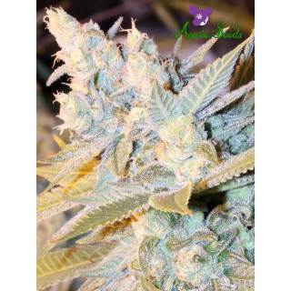 Triple Cheese - Autofloraison - Anesia Seeds | ROOTS-SEEDS.FR