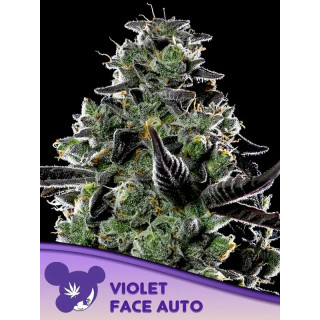 Violet Face - Autofloraison - Anesia Seeds | ROOTS-SEEDS.FR