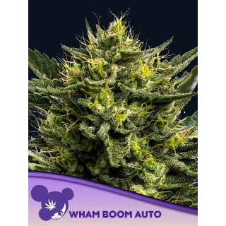 Wham Boom - Autofloraison - Anesia Seeds | ROOTS-SEEDS.FR