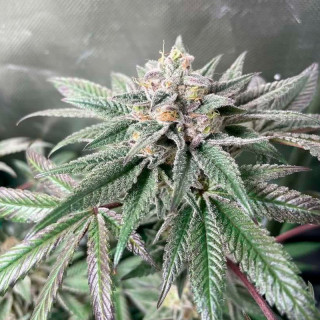 Acai Jelly - 2 - Silent Seeds