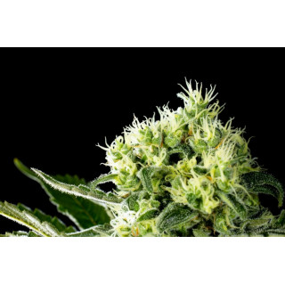 Amnesi-K Haze - Féminisée - Kannabia Seed Company | ROOTS-SEEDS.FR
