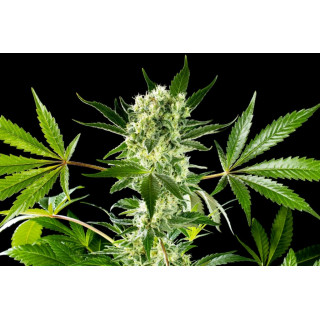 Amnesi-K Haze - Féminisée - Kannabia Seed Company | ROOTS-SEEDS.FR