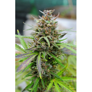 Baby Boom Auto - Auto-floraison - Kannabia Seed Company - Graines de Collection