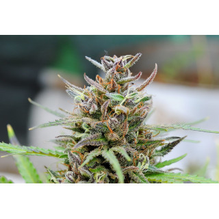 Baby Boom Auto - Auto-floraison - Kannabia Seed Company - Graines de Collection