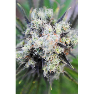 Baby Boom Auto - Auto-floraison - Kannabia Seed Company - Graines de Collection