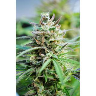 Baby Boom Auto - Auto-floraison - Kannabia Seed Company - Graines de Collection