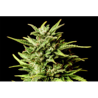 Break-up Cake Auto - Auto-floraison - Kannabia Seed Company - Graines de Collection