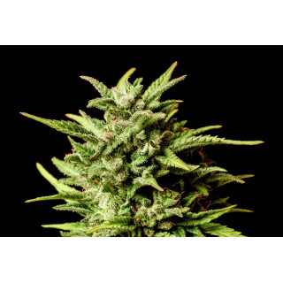 Break-up Cake Auto - Auto-floraison - Kannabia Seed Company - Graines de Collection