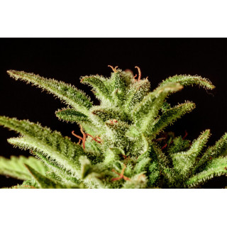 Break-up Cake Auto - Auto-floraison - Kannabia Seed Company - Graines de Collection