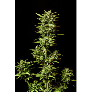 Break-up Cake Auto - Auto-floraison - Kannabia Seed Company - Graines de Collection