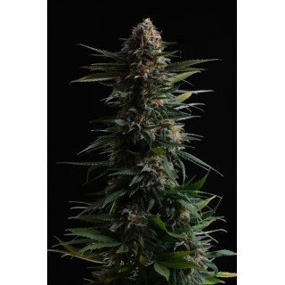 Candy Cream Go Fast - Féminisée - Kannabia Seed Company - Graines de Collection