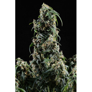 CBDV Auto - Autofloraison - Kannabia Seed Company - Graines de Collection