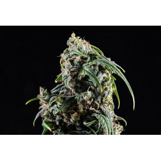 CBDV Auto - Autofloraison - Kannabia Seed Company - Graines de Collection