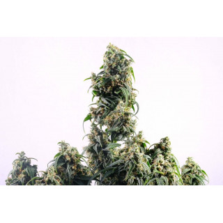 CBDV - Autofloraison - Kannabia Seed Company | ROOTS-SEEDS.FR