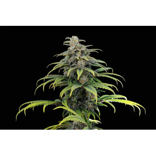CBG Auto - Autofloraison - Kannabia Seed Company - Graines de Collection