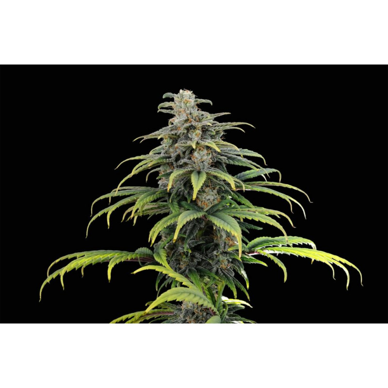 CBG Auto - Autofloraison - Kannabia Seed Company - Graines de Collection