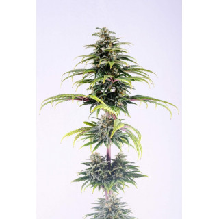 CBG Auto - Autofloraison - Kannabia Seed Company - Graines de Collection