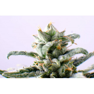 CBG Auto - Autofloraison - Kannabia Seed Company - Graines de Collection