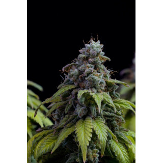 Cherry Dream -  Féminisée - Kannabia Seed Company - Graines de Collection