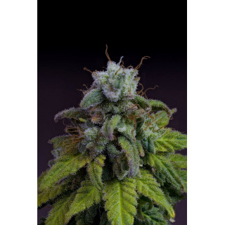 Cherry Dream -  Féminisée - Kannabia Seed Company - Graines de Collection