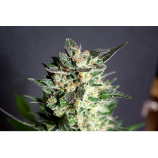 Diesel Glue - Féminisée - Kannabia Seed Company - Graines de Collection