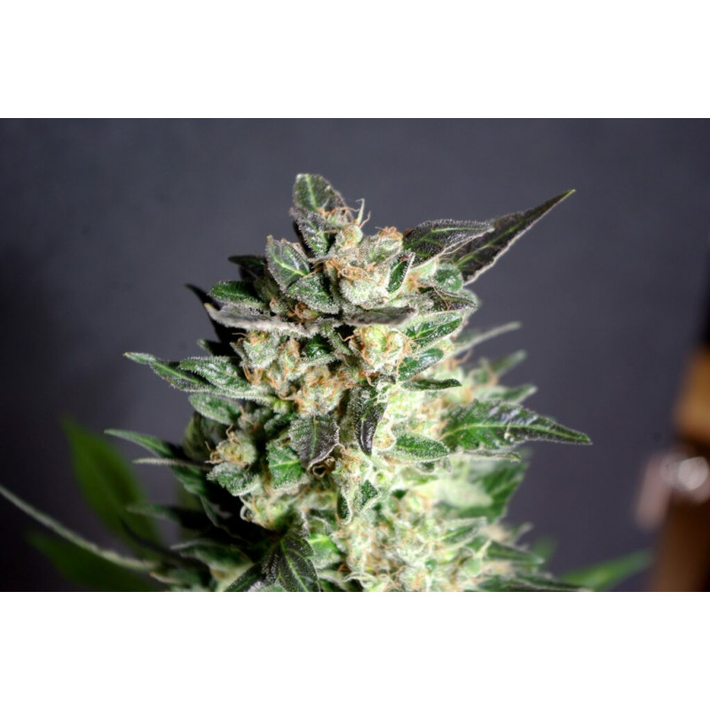 Diesel Glue - Féminisée - Kannabia Seed Company | ROOTS-SEEDS.FR