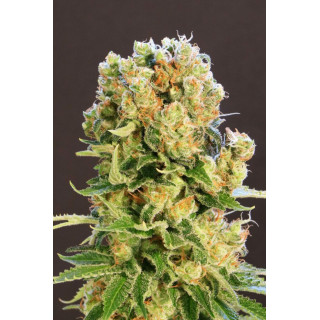 Diesel Glue - Féminisée - Kannabia Seed Company - Graines de Collection