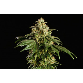 Dream Sherbet - Féminisée - Kannabia Seed Company - Graines de Collection