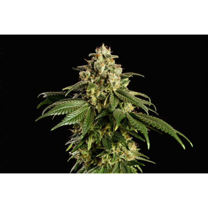 Dream Sherbet - Féminisée - Kannabia Seed Company | ROOTS-SEEDS.FR