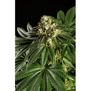 Dream Sherbet - Féminisée - Kannabia Seed Company | ROOTS-SEEDS.FR