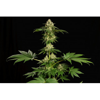 Dream Sherbet - Féminisée - Kannabia Seed Company | ROOTS-SEEDS.FR