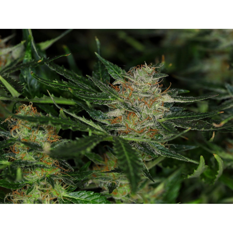 Dream Sherbet - Autofloraison - Kannabia Seed Company | ROOTS-SEEDS.FR